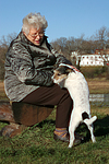 hundefotos parson_russell_terrier