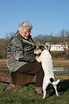 hundefotos parson_russell_terrier