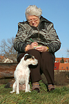 hundefotos parson_russell_terrier