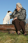 hundefotos parson_russell_terrier
