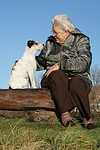 hundefotos parson_russell_terrier