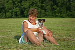 hundefotos parson_russell_terrier