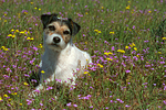 hundefotos parson_russell_terrier