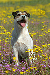 hundefotos parson_russell_terrier