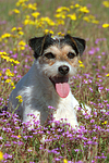 hundefotos parson_russell_terrier