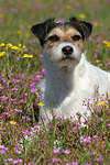 hundefotos parson_russell_terrier