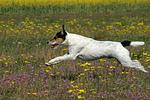 hundefotos parson_russell_terrier