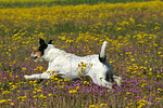 hundefotos parson_russell_terrier