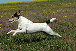 hundefotos parson_russell_terrier