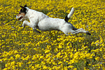 hundefotos parson_russell_terrier