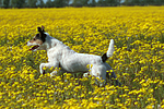 hundefotos parson_russell_terrier