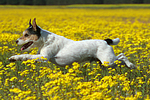 hundefotos parson_russell_terrier