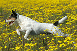 hundefotos parson_russell_terrier