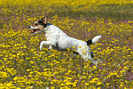 hundefotos parson_russell_terrier