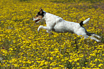 hundefotos parson_russell_terrier