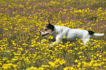 hundefotos parson_russell_terrier
