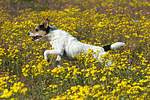 hundefotos parson_russell_terrier
