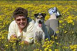 hundefotos parson_russell_terrier