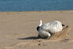 hundefotos parson_russell_terrier