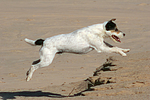 hundefotos parson_russell_terrier