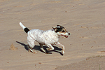 hundefotos parson_russell_terrier