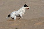 hundefotos parson_russell_terrier