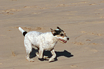 hundefotos parson_russell_terrier