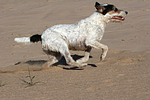 hundefotos parson_russell_terrier