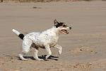 hundefotos parson_russell_terrier