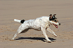 hundefotos parson_russell_terrier