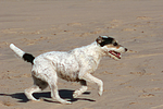hundefotos parson_russell_terrier