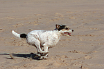 hundefotos parson_russell_terrier