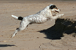 hundefotos parson_russell_terrier
