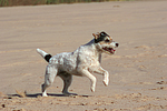 hundefotos parson_russell_terrier