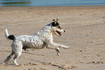 hundefotos parson_russell_terrier
