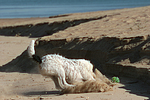 hundefotos parson_russell_terrier