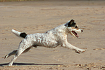 hundefotos parson_russell_terrier