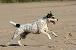 hundefotos parson_russell_terrier