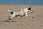 hundefotos parson_russell_terrier
