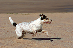 hundefotos parson_russell_terrier