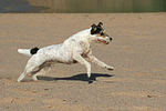 hundefotos parson_russell_terrier