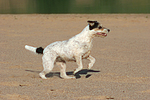 hundefotos parson_russell_terrier