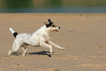 hundefotos parson_russell_terrier