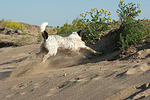 hundefotos parson_russell_terrier