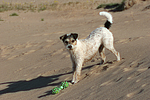 hundefotos parson_russell_terrier