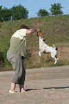 hundefotos parson_russell_terrier