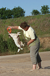 hundefotos parson_russell_terrier
