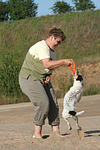 hundefotos parson_russell_terrier