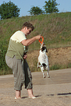 hundefotos parson_russell_terrier