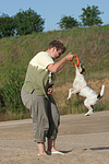 hundefotos parson_russell_terrier